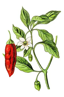 Capsicum annuum (peppers and chili peppers)