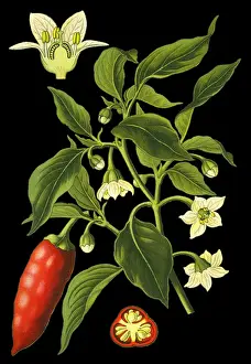 Medicinal Prints: Capsicum, peppers, cayenne peppers