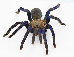Images Dated 28th January 2015: captive animals, cobalt blue tarantula, cyriopagopus lividus, furry, grey, haplopelma lividum