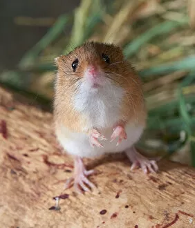 Images Dated 28th January 2015: captive animals, eurasian harvest mouse, furry, micromys minutus, mouse, muridae, nobody