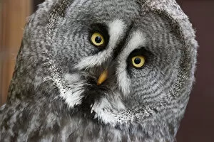 Images Dated 30th January 2015: captive animals, great grey owl, grey, nobody, strigidae, strix nebulosa
