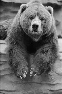 Enclosure Prints: Captive Bear
