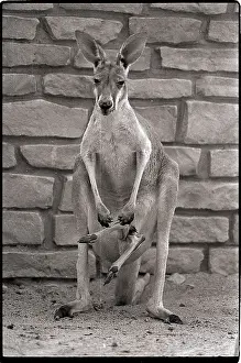 Columbus Prints: Captive Kangaroo with Baby in Pouch