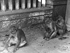 Captive Monkeys