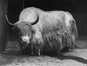 Captive Yak