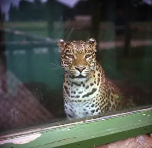 In Captivity