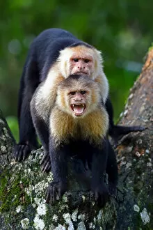 Images Dated 13th January 2015: Capuchin monkey photobomb
