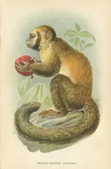 Monkey Collection: Capuchin monkey primate 1894