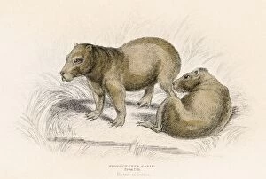 Images Dated 27th May 2015: The Capybara engraving 1855