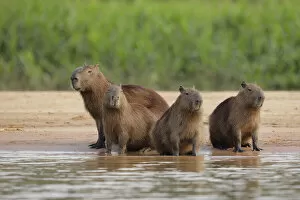 Images Dated 20th September 2018: Capybara (Hydrochoerus hydrochaeris)