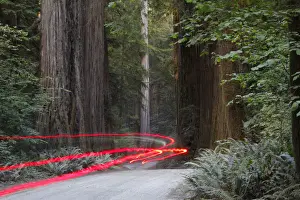 Headlights Prints: Car lights on a bumpy road, Jedediah Redwoods, California Coast, California, USA