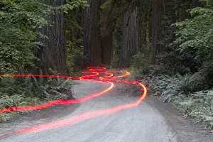 Car lights on a bumpy road, Jedediah Redwoods, California Coast, California, USA Car lights on a bumpy road, Jedediah Redwoods, California Coast, California, USA