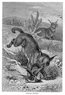 Caracal engraving 1894