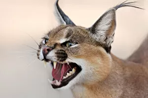 Images Dated 28th June 2015: Caracal Portrait