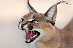 Namibia Collection: Caracal Portrait