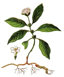 Carapichea ipecacuanha, ipecacuanha