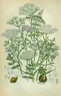 Spice Gallery: Caraway, Seed, Earthnut, Saxifrage, Rockfoil, Victorian Botanical Illustration