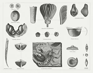 Images Dated 2nd July 2015: Carboniferous fossils, wood engravings, published in 1878