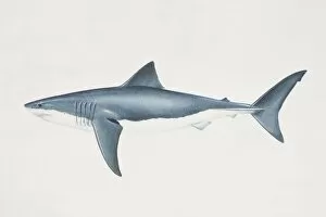 Images Dated 16th June 2006: Carcharodon carcharias, White Shark, side view