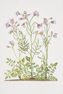 Images Dated 29th June 2006: Cardamine pratensis, Cuckoo Flower or Ladys Smock, flowering plants in soil