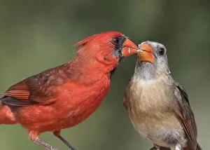 Images Dated 27th June 2017: Cardinal Feeding Cardinal