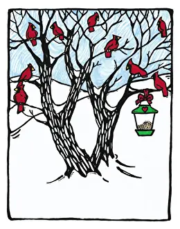 Cardinals & Bird Feeder
