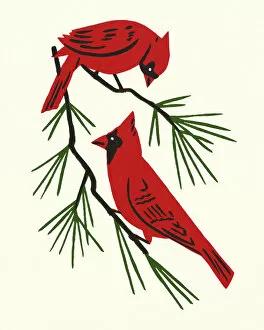 Images Dated 21st December 2015: Two Cardinals Perched on a Branch