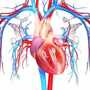 Heart Gallery: Cardiovascular system, artwork