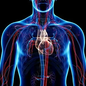 Images Dated 23rd January 2013: Cardiovascular system, artwork