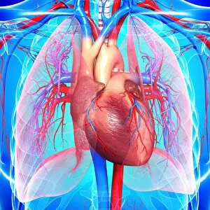 Images Dated 23rd January 2013: Cardiovascular system, artwork
