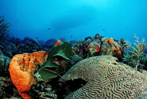 Oceans Prints: Caribbean coral reef, Caribbean Sea, Belize, Caribbean