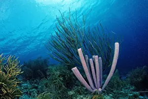 Sponge Prints: Caribbean coral reef, Cuba, Caribbean Sea