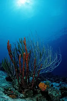 Cnidaria Prints: Caribbean coral reef, Cuba, Caribbean Sea