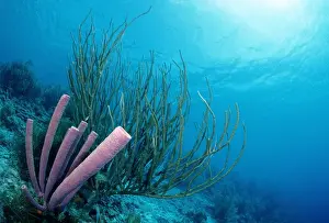 Sponge Prints: Caribbean coral reef, Cuba, Caribbean Sea
