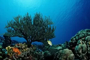 Soft Collection: Caribbean coral reef, Trinidad, Caribbean Sea