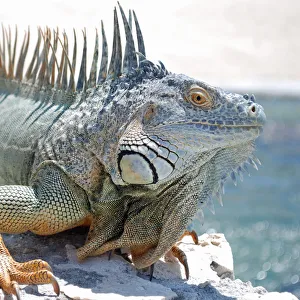 Images Dated 7th April 2009: Caribbean dinosaur