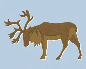 Caribou
