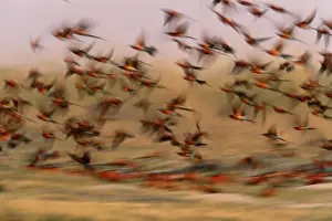Botswana Prints: Carmine bee-eaters (Merops nubicoides) in flight (blurred motion)