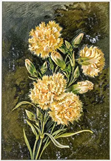 Images Dated 21st June 2015: Carnation flower 19 century illustration