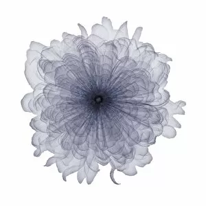 Flowers and Plants Inside Out Gallery: Carnation, X-ray