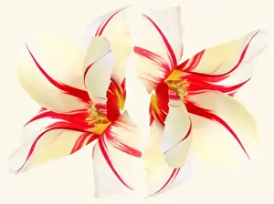 Tulip Prints: Carnaval de Rio