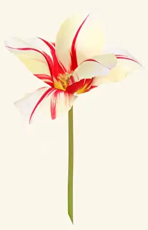 Tulip Prints: Carnaval de Rio