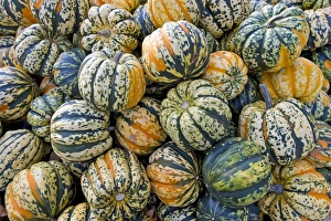 Images Dated 31st October 2012: Carnival F1, squash -Cucurbita-, Baden-Wuerttemberg, Germany, Europe