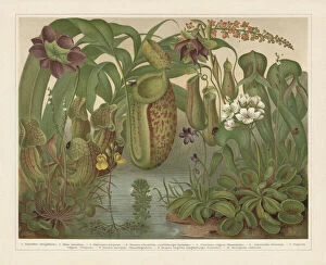 Insect Lithographs Gallery: Carnivorous plants, chromolithograph, published in 1897