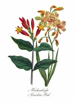 Images Dated 8th July 2016: Carolina Pink and Wachendorfia Victorian Botanical Illustration