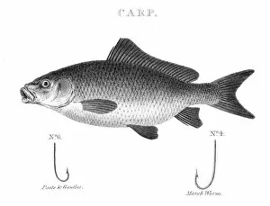 Images Dated 28th May 2017: Carp engraving 1812