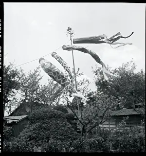 Carp Prints: Carp Windsocks Flown During Boys Festival