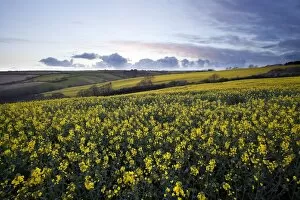 Images Dated 13th April 2012: Carpet of yellow rape seed
