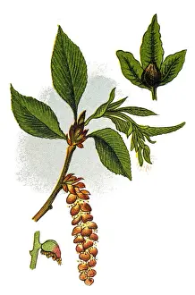 Carpinus betulus, commonly known as the European or common hornbeam