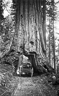 Carriage Driving Through Redwood